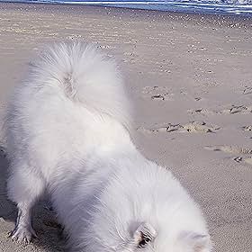 Atka the Amazing Eskie